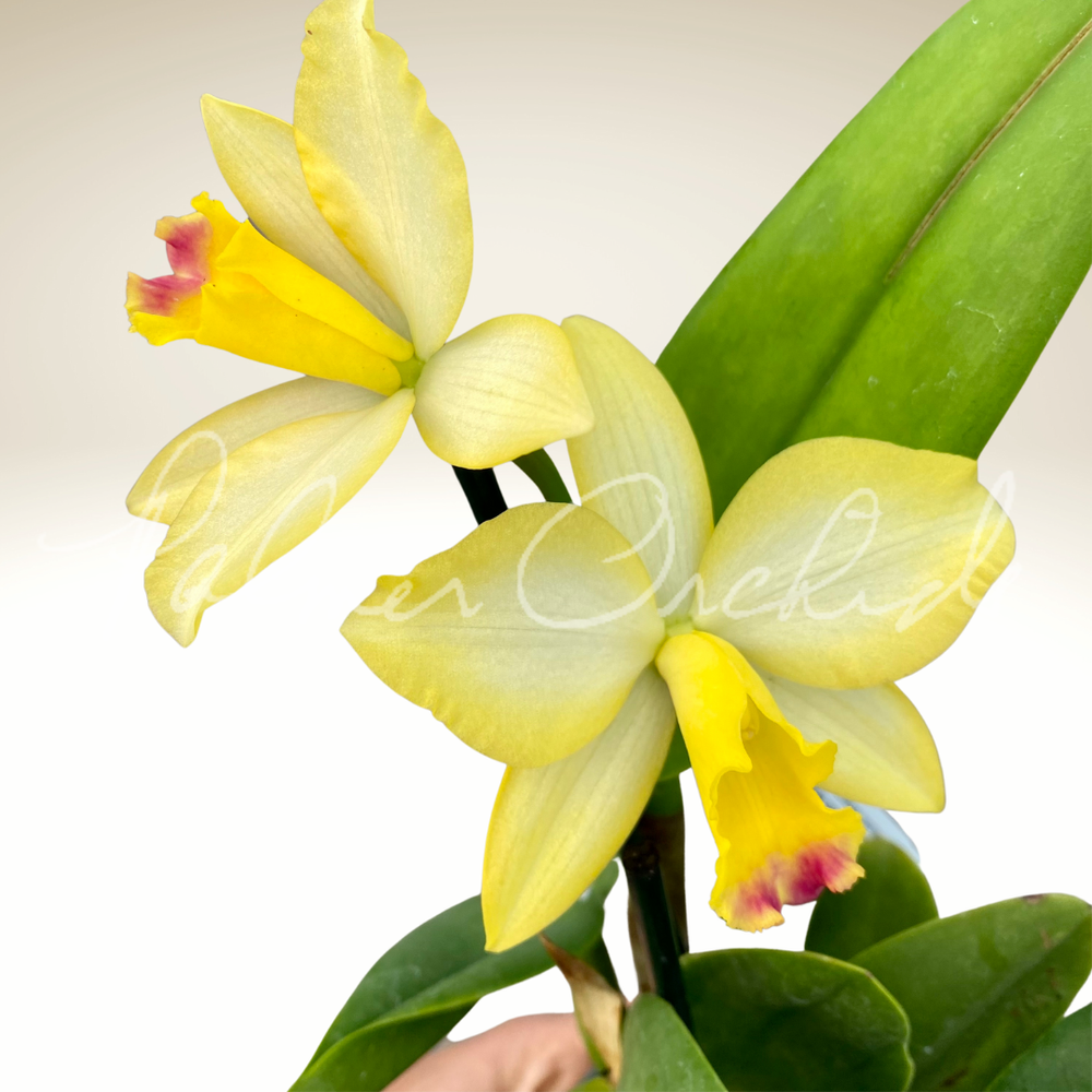 Ctt. Tropical Aurora-Rth. What About Love — Palmer Orchids